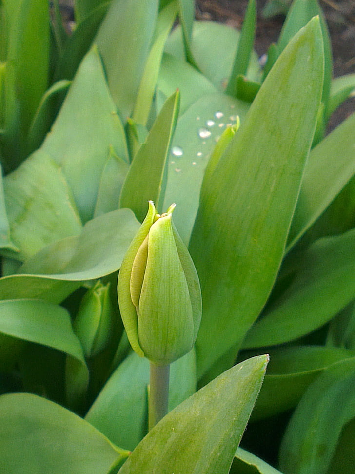 Tulipa, flor, verde, gota, tulipas, Países Baixos, natureza