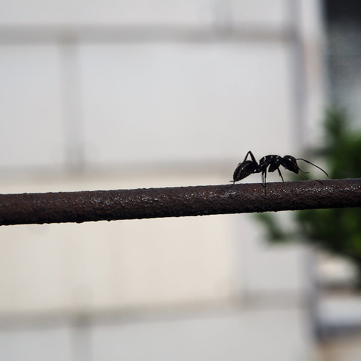 мравка, ограда, насекоми