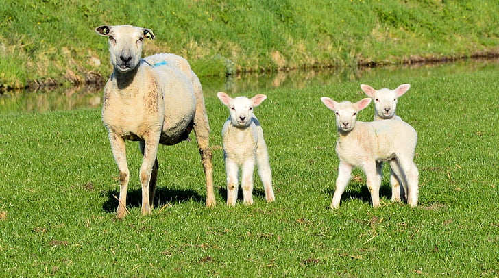 sheep, lamb, livestock, mammal, cute, domestic, farming