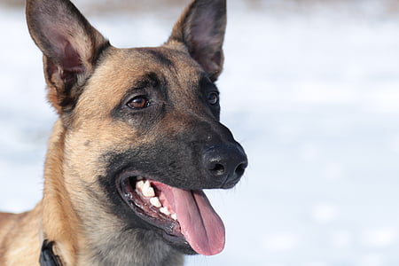 Schäfer câine, oaie, Ciobanesc german, câine, portret de animale, limba, gâfâi