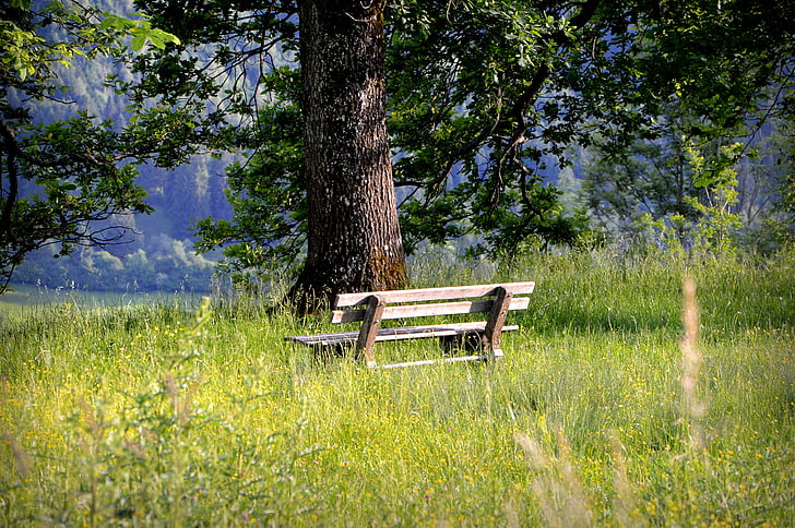 银行, 板凳, 座位, 休息, 自然, 沉默, 树