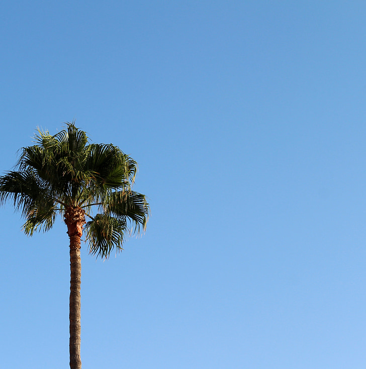 palm, background, sky, tropical, holiday, sea, tree