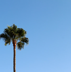 Palm, Hintergrund, Himmel, tropische, Urlaub, Meer, Baum