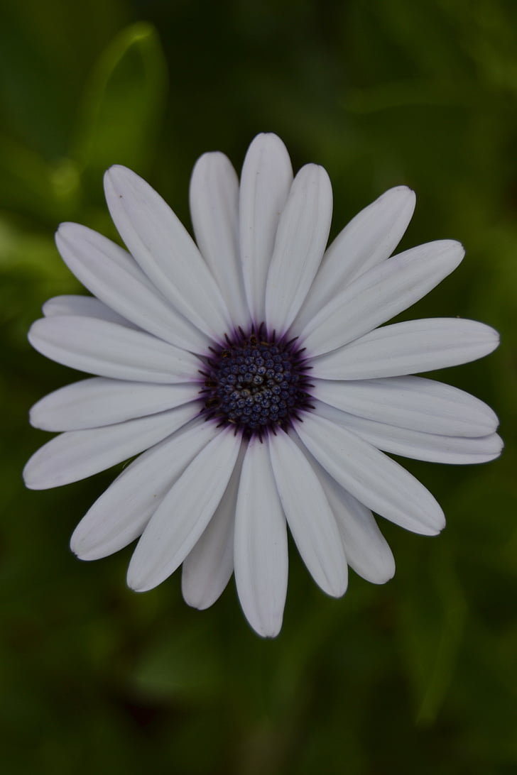 Daisy, kvet, biela, lístkov, kvet, kvitnúce, jar