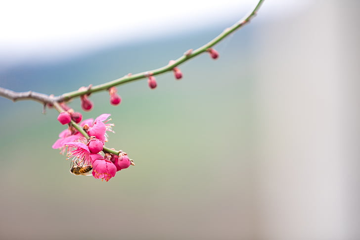 spring, plum, geoje, republic of korea landscape, landscape, bee, flowers