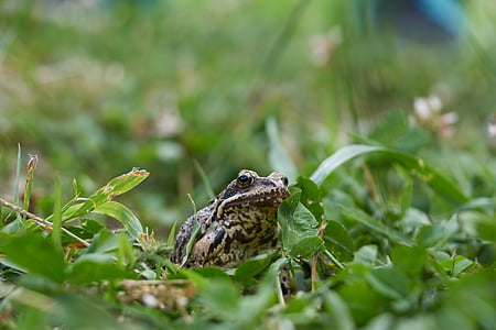 ếch, cỏ, Meadow, màu xanh lá cây, động vật, con cóc, Thiên nhiên
