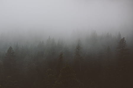 植林, 霧, 霧, フォレスト, 霧, 松, 木