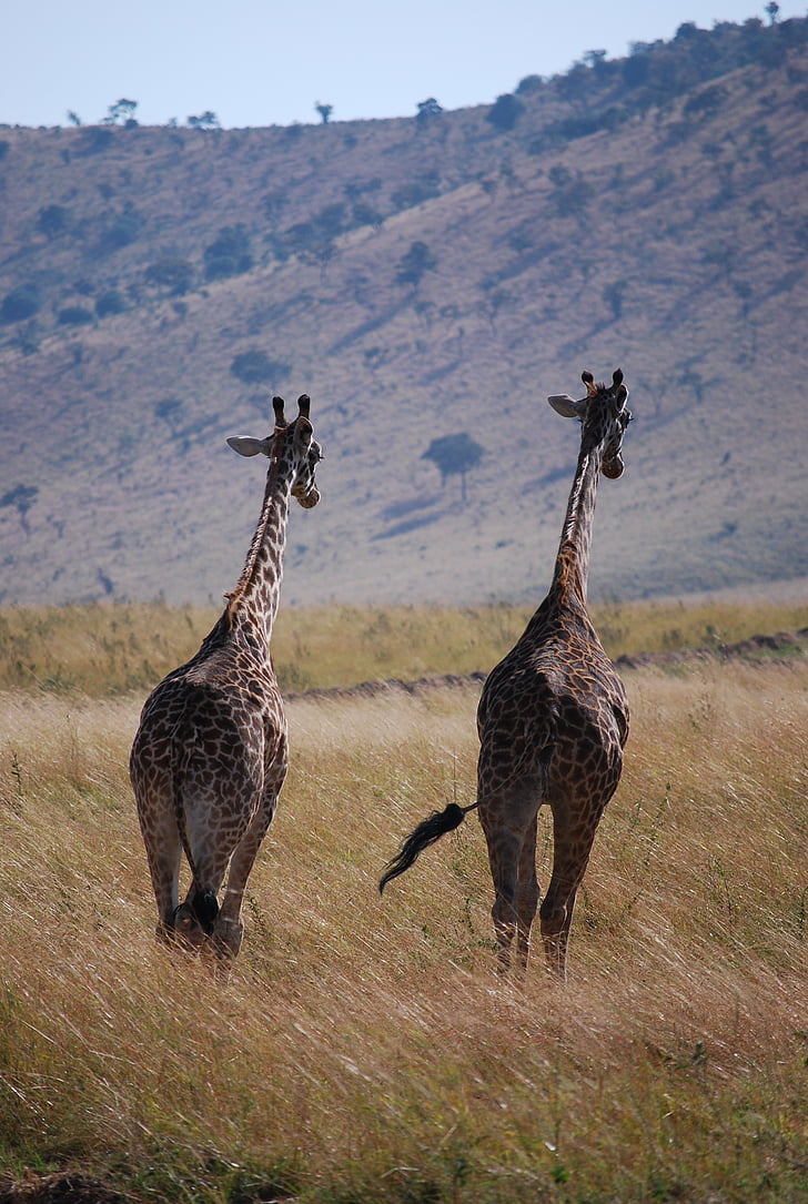 Giraffe, Afrika, Zambia, Safari dieren, dieren in het wild, natuur, Savannah