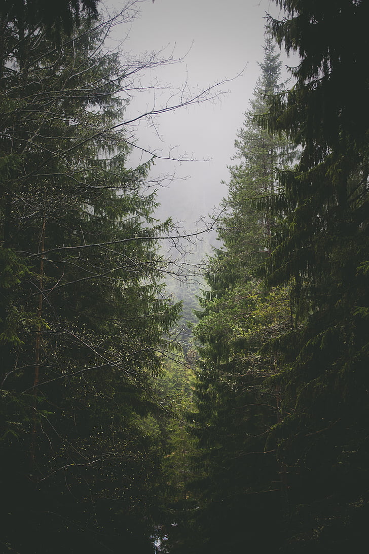 forest, greenery, plants, trees