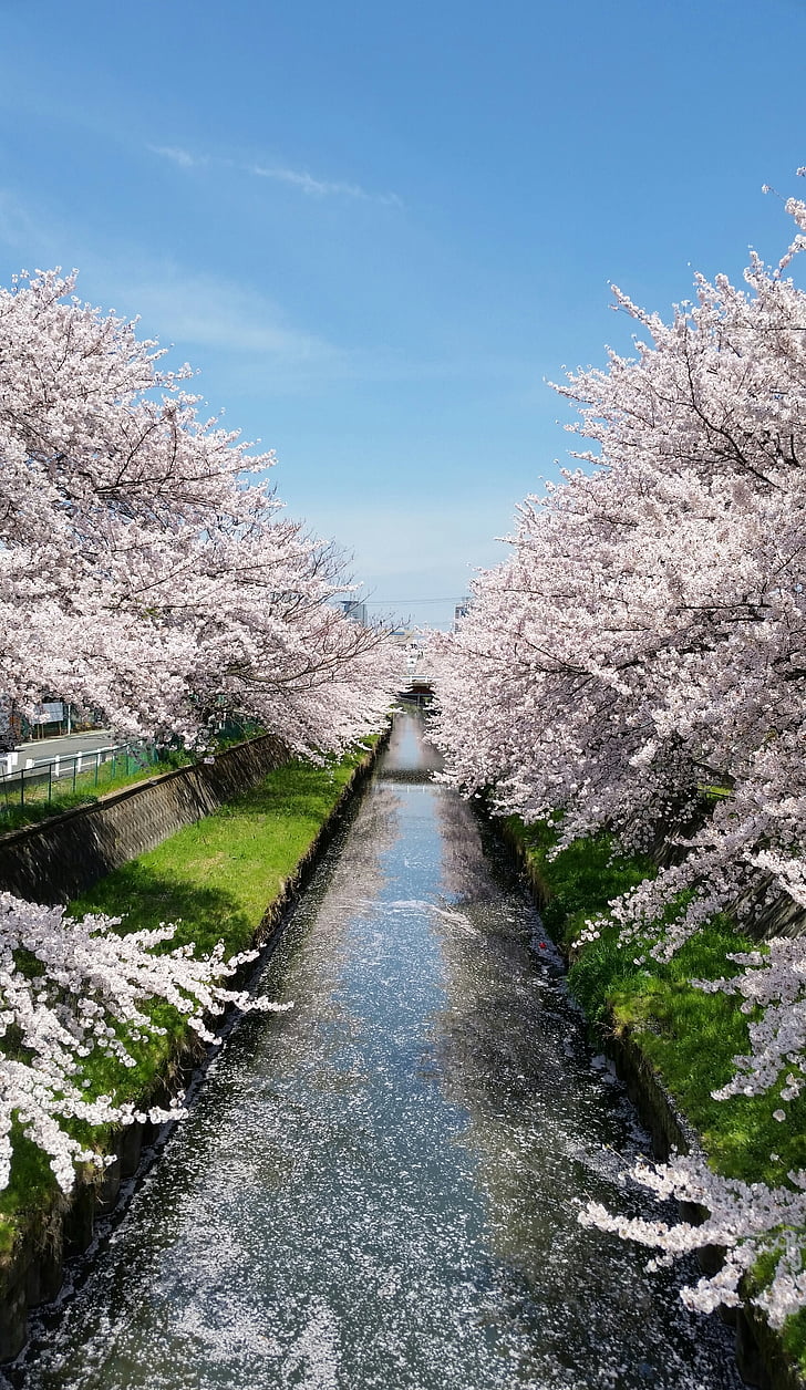 Japan, körsbärsblommor, blå himmel, Stream, Sakura, naturen, staden