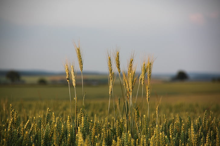 cornfield, spike, cereals, grain, field, agriculture, evening sky