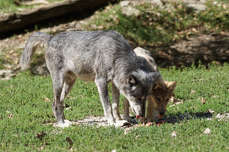 Timberwolf, vilkai, plėšrūnas, alfa vilkas, šuniukas