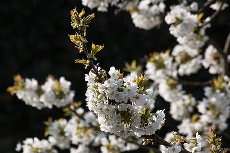 Hoa anh đào, Bird cherry, Prunus avium, thực vật có hoa, chi prunus, tăng hiệu ứng nhà kính, Rosaceae
