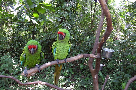 papegøjer, Ara, grøn, papegøje, fugl, dyr, natur
