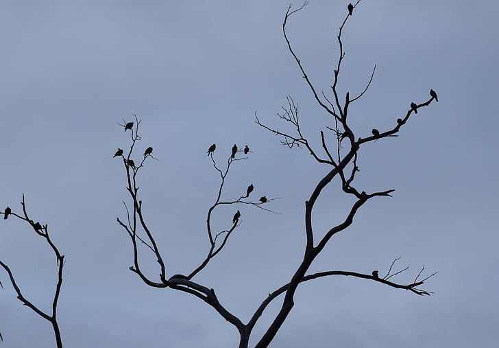 oiseaux, ombres, observé, branches