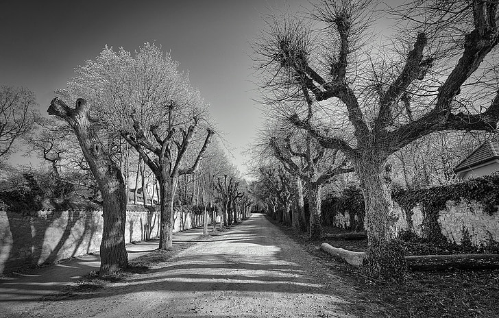 Avenue, noir et blanc, automne, humeur, arbres, branches, photo en noir et blanc