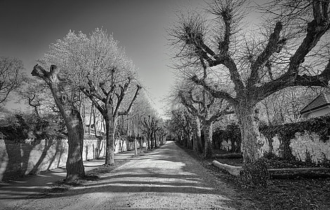 Avenida, preto e branco, Outono, humor, árvores, Ramos, foto preto e branco