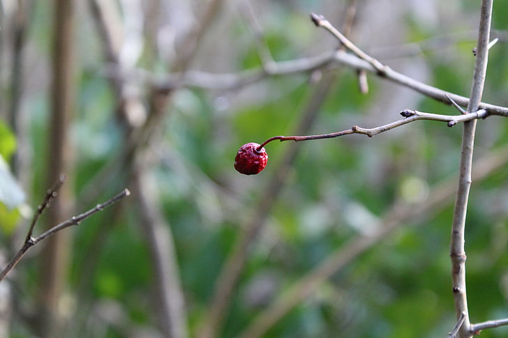 forest, berry, nature, red berry