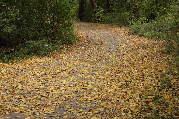 hösten, Road, twist, fallna löv, gula blad