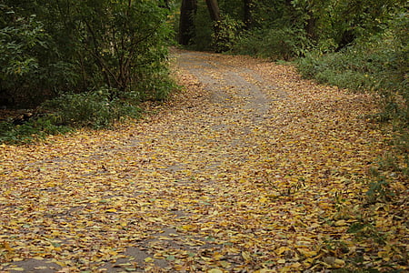 otoño, carretera, de la torcedura, hojas caídas, hojas amarillas