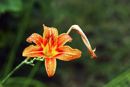 flower, orange, lily, orange flower, flower isolated, plant, nature