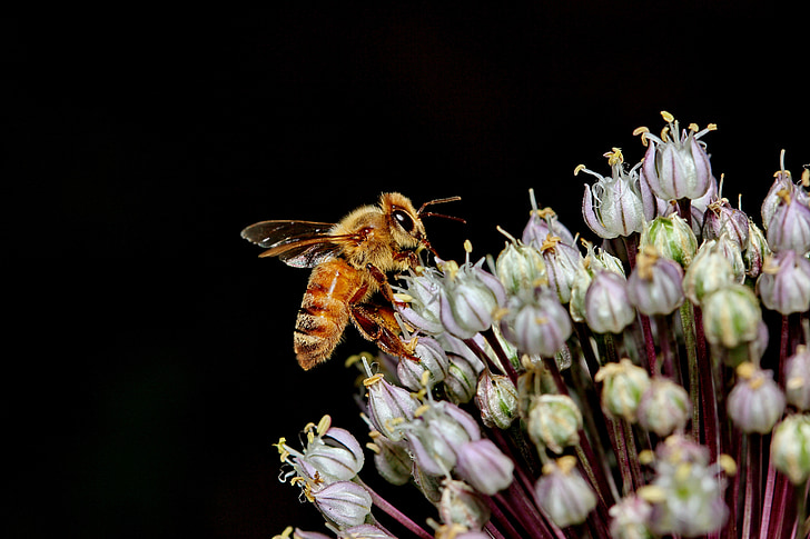 Бджола, макрос, квітка, мед, Пилок, запилення, цибулю-порей