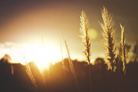 Braun, Blatt, Grass, Golden, Stunde, Hintergrund, Goldene Stunde