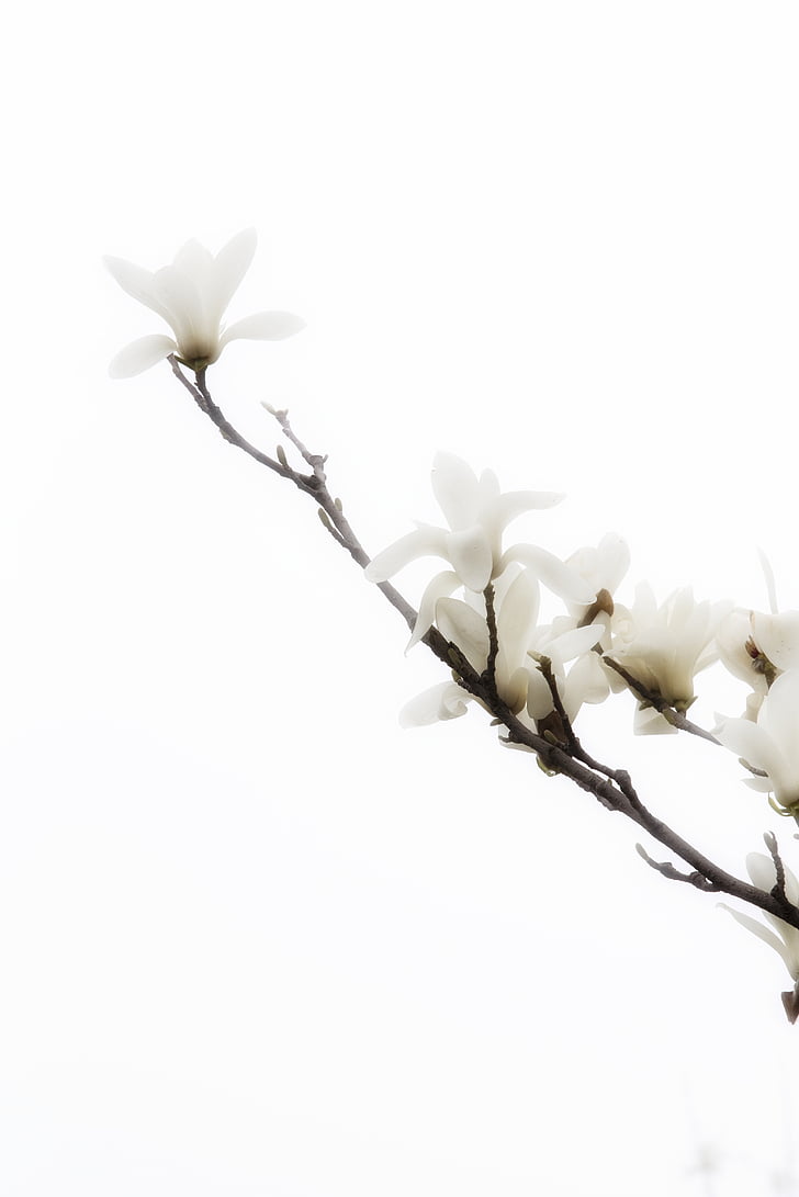 flor, primavera, Blanco, planta, naturaleza, fragilidad, Botánica