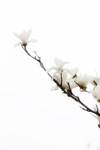 flor, Primavera, Branco, planta, natureza, fragilidade, botânica