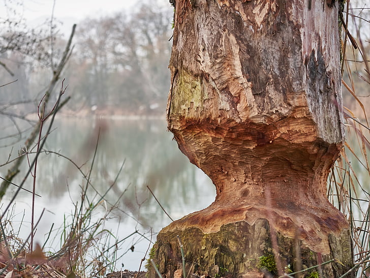 beaver, tree, eat, wood, water, forest, dam