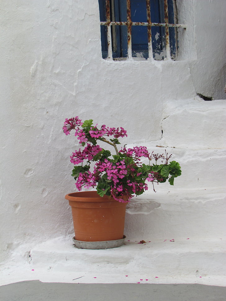 stilla liv, Grekland, Anläggningen, blomma, växter, vit, stenar