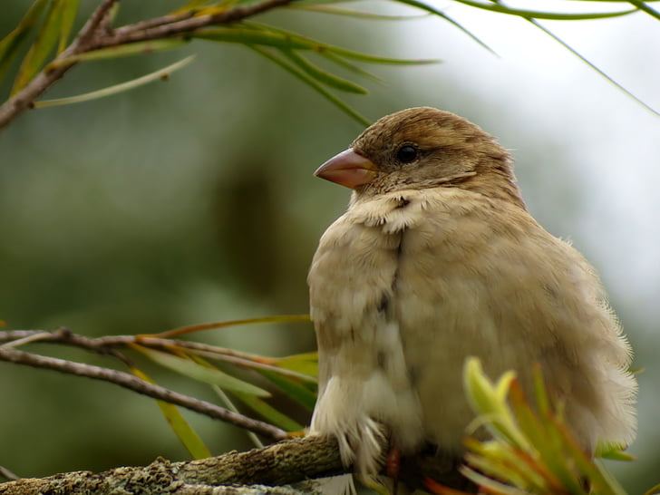 hewan, burung, Sparrow, alam, satwa liar, paruh, cabang