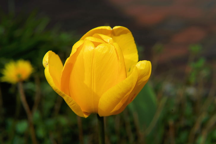 blossom, bloom, tulip, yellow, flower, spring, plant