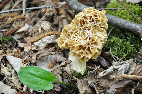 morel, fungus, forest mushrooms, regal, nature, forest, collection