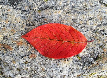 haya, otoño, hoja, hoja para colorear, rojo, hojas