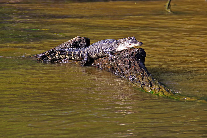 alligator, swamp, bayou, animal, crocodile, louisiana, wildlife