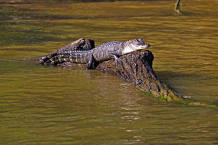 aligátor, mocsár, Bayou, állat, krokodil, Louisiana, vadon élő állatok