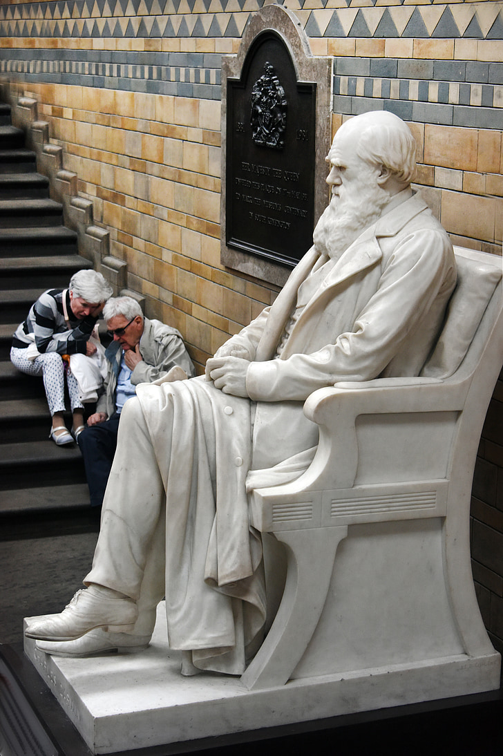 estàtua, Darwin, Museu, història natural, Londres