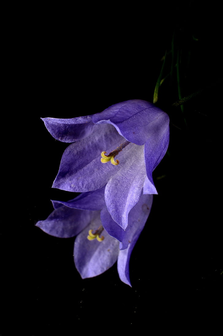 λουλούδι, μπλε, καθρέφτης, φύση, φυτό, μαύρο φόντο