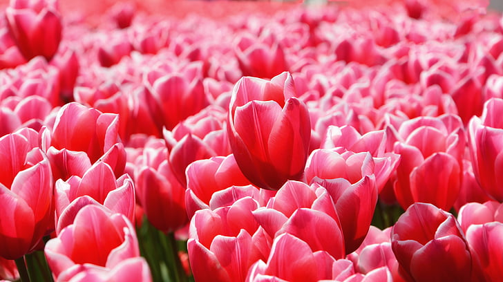 tulipani, Park, rdeča, rastlin, narave, cvet, pomlad