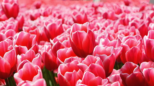 tulipány, parku, červená, závod, Příroda, květ, jaro