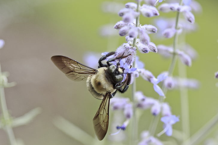 abeja, flor, insectos, miel, naturaleza, verano, primavera