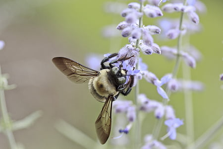 Bee, blomst, insekt, honning, natur, sommer, forår