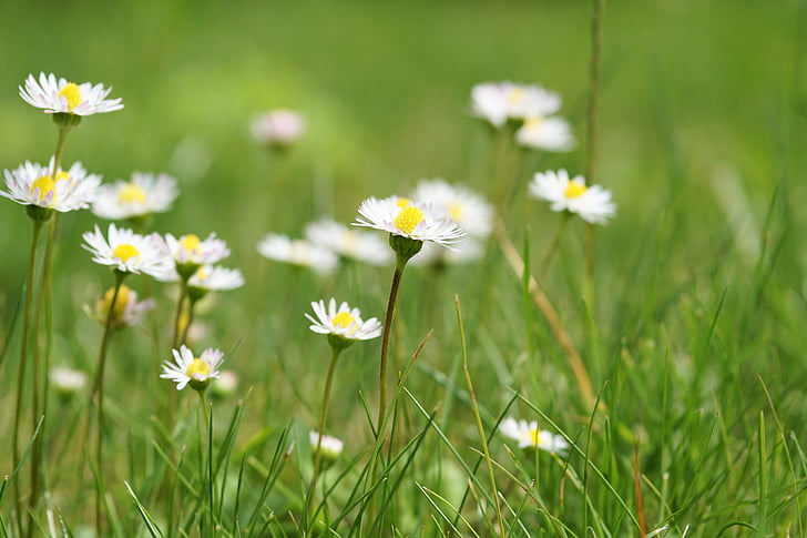 flower, blossom, bloom, daisy, meadow, nature, plant