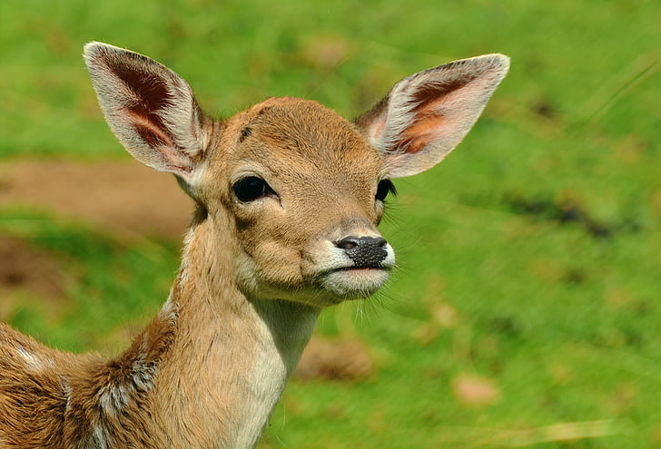 Roe deer, Fawn, Kitz, trẻ deer, hoang dã, Bambi, hươu fallow