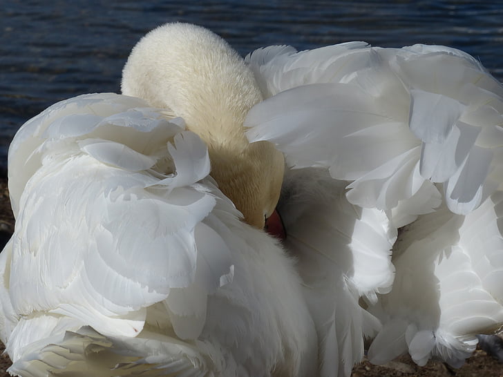 mute swan, Swan, curat, pasăre, Râul, Lacul, apele