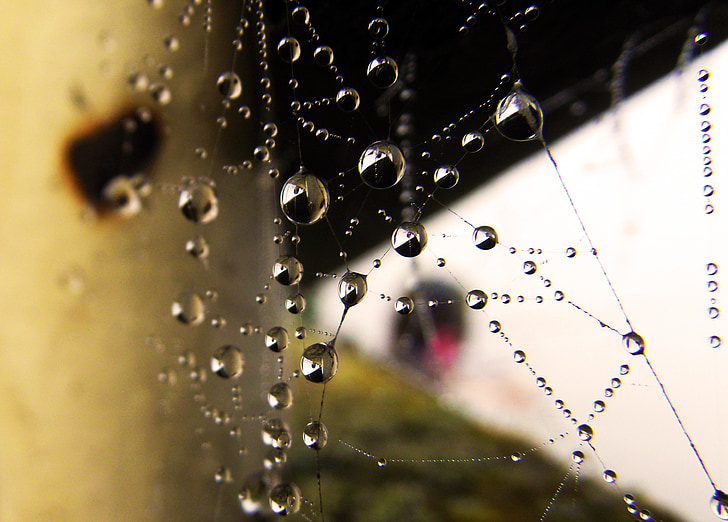 Web, vanndråper, perle