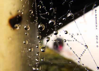 Web, gotas de agua, perla
