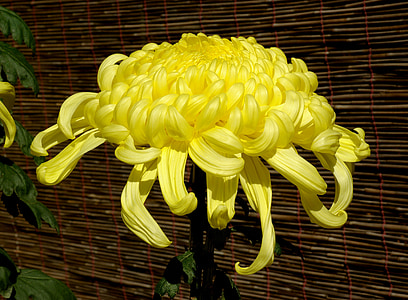 chrysanthemum, flower, bloom, showy, blossom, yellow, mum