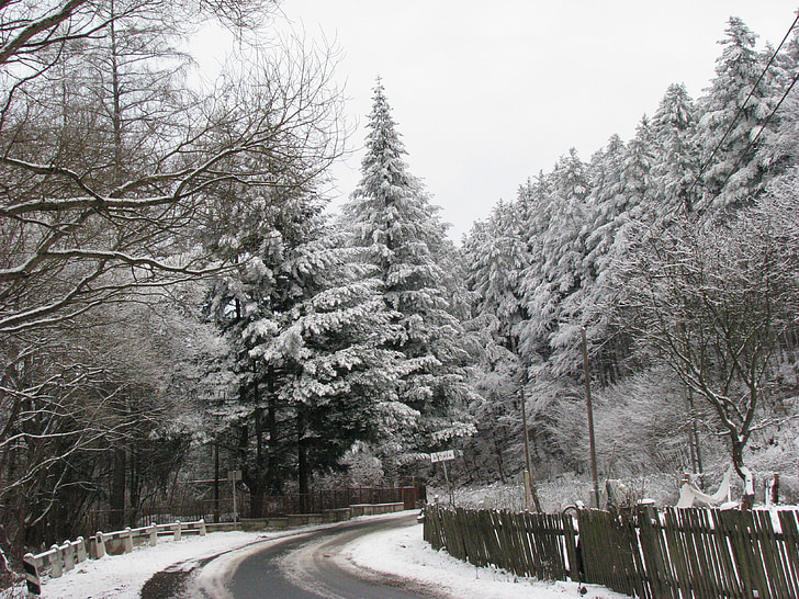 winter, Pine, bos, Forest road, natuur